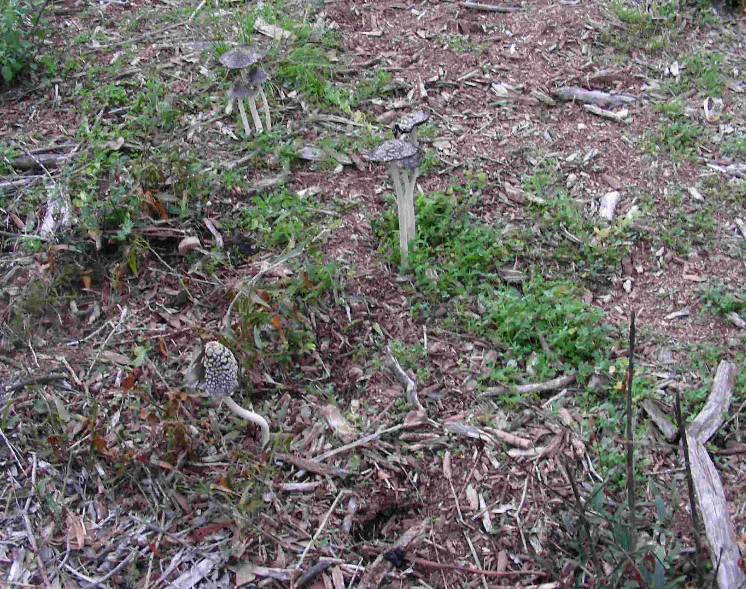 1838 Dicembre vecchio ritrovamento